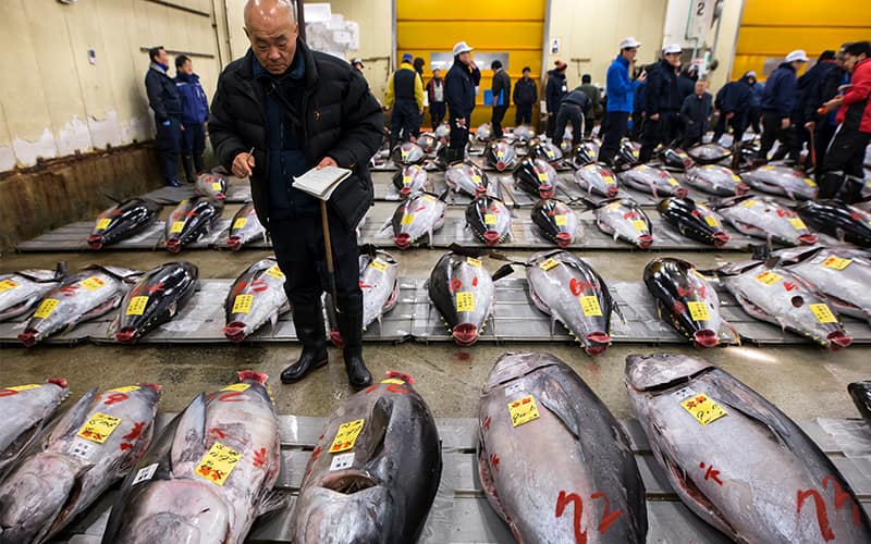 A man surveys the day's catch at the Tsukiji Fish Market in Tokyo.