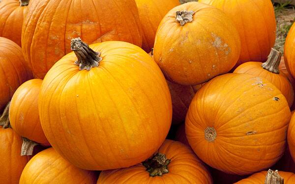 pumpkins